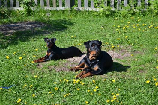 13124715_10154189110783188_5565592772412692545_n