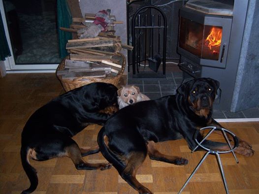 13133163_10154189110633188_6936018498778904324_n