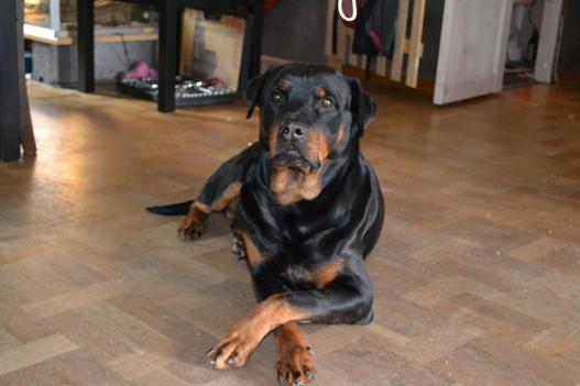 13151468_10154189110648188_3433663902191300627_n