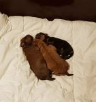 35267168_10155924334788978_7438032347557003264_n